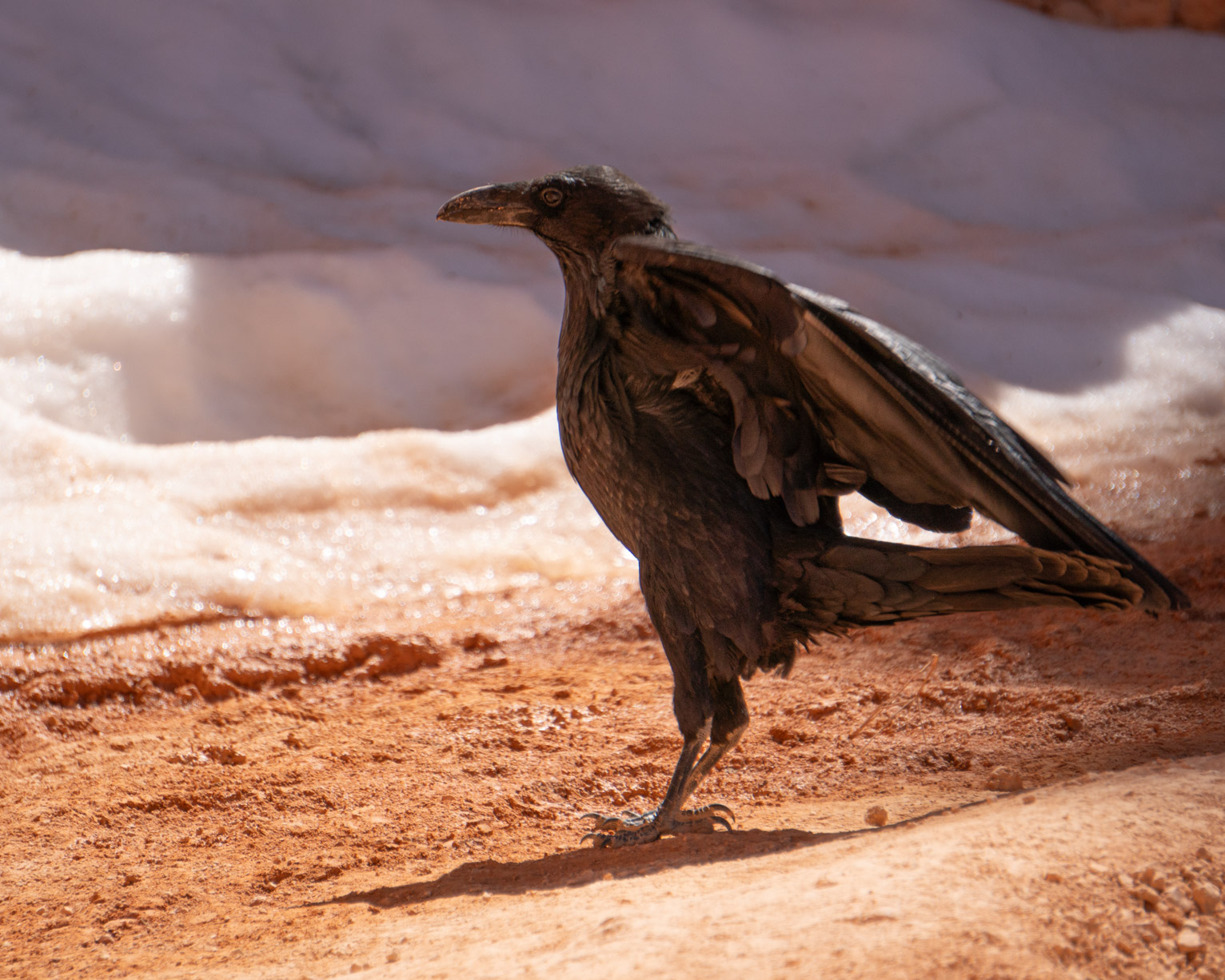 A scruffy raven stretches its wings out